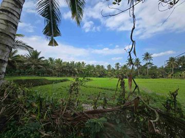 Dijual tanah murah view sawah akses jalan hotmik di tabanan bali