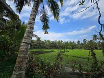 Dijual tanah murah view sawah akses jalan hotmik di tabanan bali