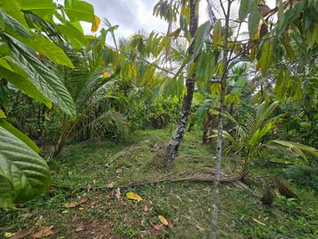 Dijual tanah murah view sawah akses jalan hotmik di tabanan bali