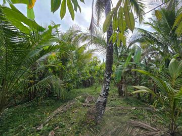 Dijual tanah murah view sawah akses jalan hotmik di tabanan bali