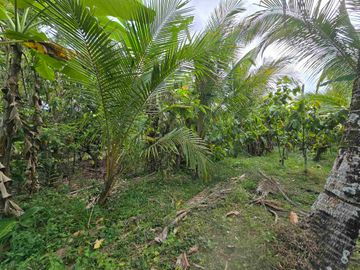 Dijual tanah murah view sawah akses jalan hotmik di tabanan bali