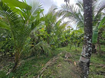 Dijual tanah murah view sawah akses jalan hotmik di tabanan bali