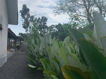 Rumah Luas Asri dengan Pendopo di Guwosari Pajangan Bantul