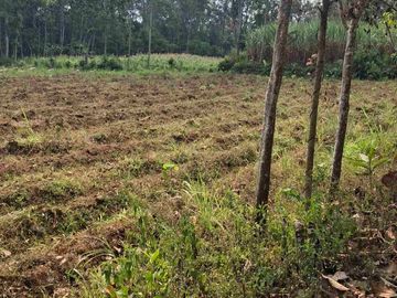 Tanah Kebun Murah Dekat Sawojajar Malang