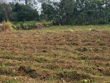 Tanah Kebun Murah Dekat Sawojajar Malang