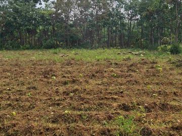 Tanah Kebun Murah Dekat Sawojajar Malang