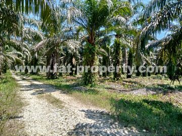 TURUN HARGA! Dijual kebon sawit di Buatan,Siak,Riau 5000Ha,HGU,Udah panen