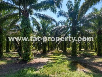 TURUN HARGA! Dijual kebon sawit di Buatan,Siak,Riau 5000Ha,HGU,Udah panen