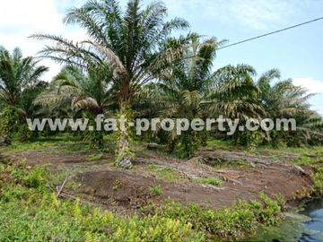 TURUN HARGA! Dijual kebon sawit di Buatan,Siak,Riau 5000Ha,HGU,Udah panen