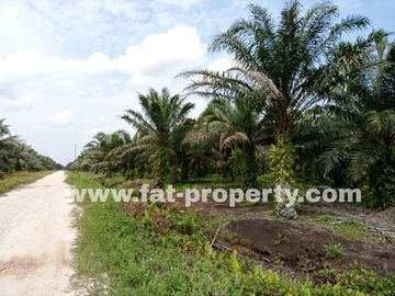 TURUN HARGA! Dijual kebon sawit di Buatan,Siak,Riau 5000Ha,HGU,Udah panen