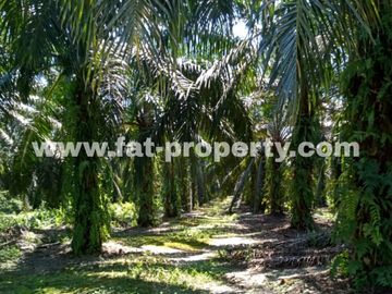 TURUN HARGA! Dijual kebon sawit di Buatan,Siak,Riau 5000Ha,HGU,Udah panen
