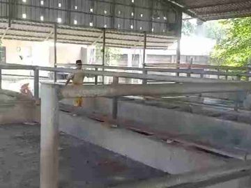 Di jual bekas kandang sapi