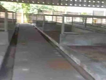 Di jual bekas kandang sapi