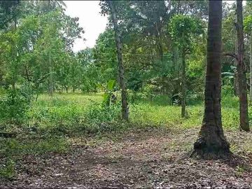 Farm Lot for sale in Moalboal Cebu good for Farming and approximately 1km to beaches