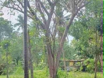 Farm Lot for sale in Moalboal Cebu good for Farming and approximately 1km to beaches