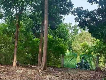 Farm Lot for sale in Moalboal Cebu good for Farming and approximately 1km to beaches