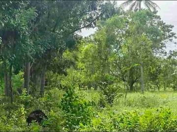 Farm Lot for sale in Moalboal Cebu good for Farming and approximately 1km to beaches