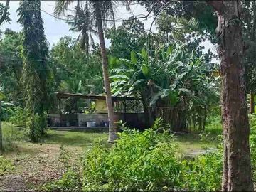 Farm Lot for sale in Moalboal Cebu good for Farming and approximately 1km to beaches