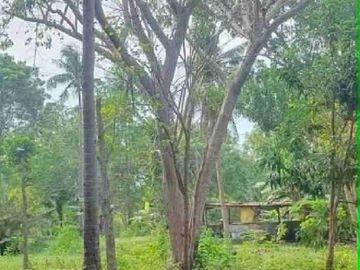 Farm Lot for sale in Moalboal Cebu good for Farming and approximately 1km to beaches
