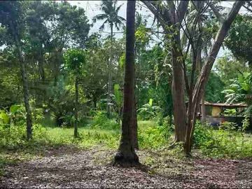 Farm Lot for sale in Moalboal Cebu good for Farming and approximately 1km to beaches