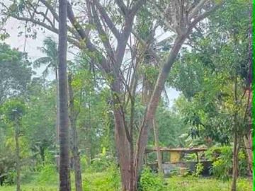 Farm Lot for sale in Moalboal Cebu good for Farming and approximately 1km to beaches