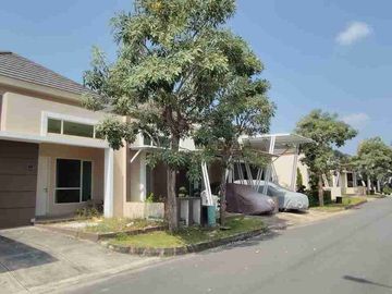 Cluster Citrine 90 Paragon Hill