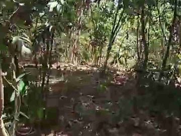 Kebun Subur 3 Hct Desa Belapunranga, Parangloe, Gowa