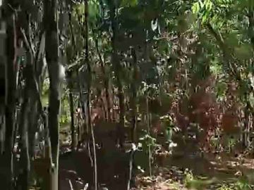 Kebun Subur 3 Hct Desa Belapunranga, Parangloe, Gowa