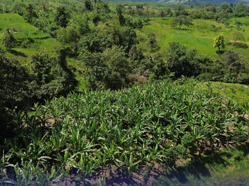 VENDO FINCA IDEAL PARA GANADO VACUNO A 5 MINUTOS DE SAN GABRIEL DEL BABA