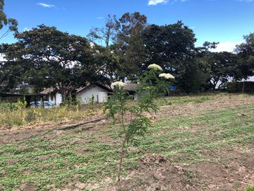 PEQUEÑA QUINTA ENTRE PUEMBO Y PIFO PARA RESIDENCIA