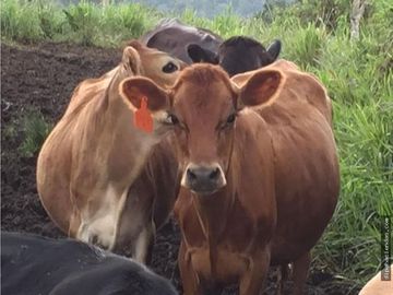 EN VENTA DOS HERMOSAS HACIENDAS EN LA ZONA DE LOS BANCOS, se venden juntas o por separado