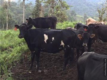 EN VENTA DOS HERMOSAS HACIENDAS EN LA ZONA DE LOS BANCOS, se venden juntas o por separado