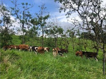 EN VENTA DOS HERMOSAS HACIENDAS EN LA ZONA DE LOS BANCOS, se venden juntas o por separado