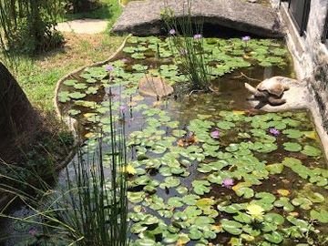 CASA EN VENTA CON AMPLIO TERRENO Y ALBERCA EN LAS FINCAS, JIUTEPEC