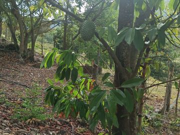 VENDEMOS FINCA GANADERA CON NACEDEROS DE AGUA Y CLIMA AGRADABLE.