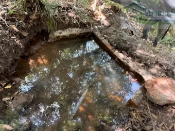 VENDEMOS FINCA GANADERA CON NACEDEROS DE AGUA Y CLIMA AGRADABLE.