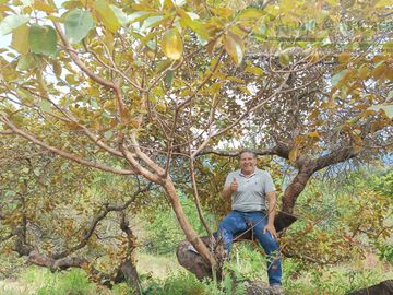 VENDEMOS FINCA GANADERA CON NACEDEROS DE AGUA Y CLIMA AGRADABLE.