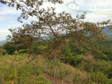 VENDEMOS FINCA GANADERA CON NACEDEROS DE AGUA Y CLIMA AGRADABLE.
