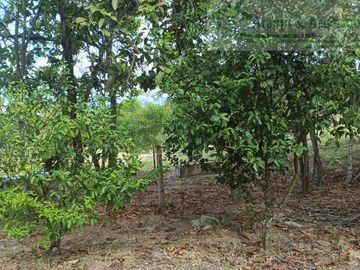 VENDEMOS FINCA GANADERA CON NACEDEROS DE AGUA Y CLIMA AGRADABLE.