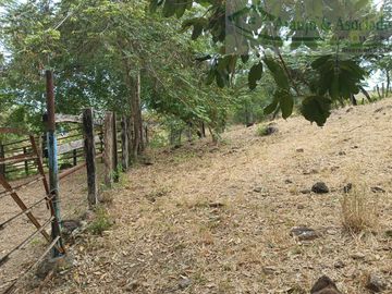 VENDEMOS FINCA GANADERA CON NACEDEROS DE AGUA Y CLIMA AGRADABLE.