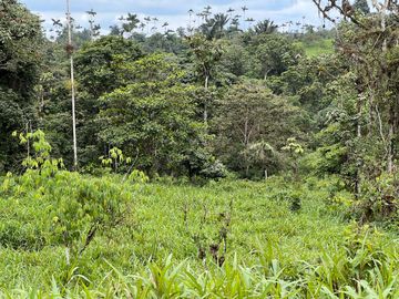 FINCA, QUINTA, HACIENDA, SECTOR SAN MIGUEL DE LOS BANCOS, MINDO, PEDRO VICENTE MALDONADO, PICHINCHA ECUADOR