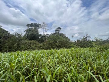FINCA, QUINTA, HACIENDA, SECTOR SAN MIGUEL DE LOS BANCOS, MINDO, PEDRO VICENTE MALDONADO, PICHINCHA ECUADOR