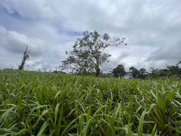 FINCA, QUINTA, HACIENDA, SECTOR SAN MIGUEL DE LOS BANCOS, MINDO, PEDRO VICENTE MALDONADO, PICHINCHA ECUADOR