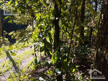 BELLO TERRENO UBICADO EN PRIVADA A 15 MINUTOS DE MINERAL DEL CHICO, ZONA DE CARBONERAS
