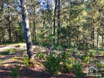 BELLO TERRENO UBICADO EN PRIVADA A 15 MINUTOS DE MINERAL DEL CHICO, ZONA DE CARBONERAS
