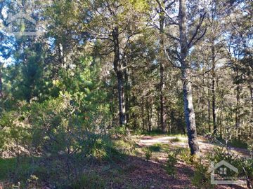 BELLO TERRENO UBICADO EN PRIVADA A 15 MINUTOS DE MINERAL DEL CHICO, ZONA DE CARBONERAS