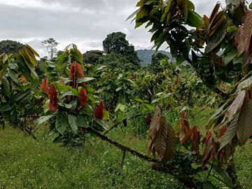 FINCA DE VENTA EN SECTOR PEDRO VICENTE MALDONADO, SAN MIGUEL DE LOS BANCOS PICHINCHA ECUADOR