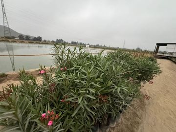 Venta de lotes en chancay, huaral