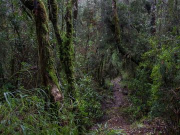 Excelente Parcela de 2,2 ha a orilla de Río Mañío en Panguipulli