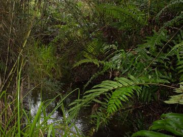 Excelente Parcela de 2,2 ha a orilla de Río Mañío en Panguipulli
